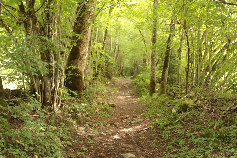 Découverte du jeûne associé à l'Art de Marcher - massif des Bauges