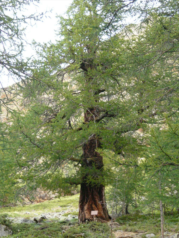 Chi spontané art de vivre